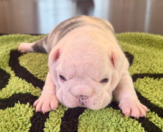 French Bulldog Puppies media 4