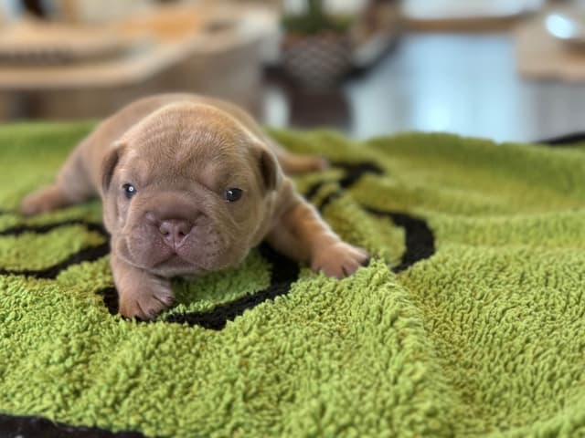 French Bulldog Puppies media 5