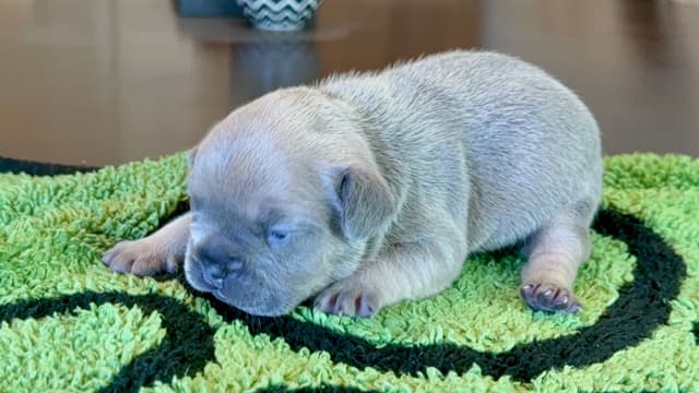 French Bulldog Puppies media 6