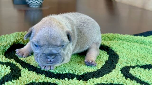 French Bulldog Puppies media 7