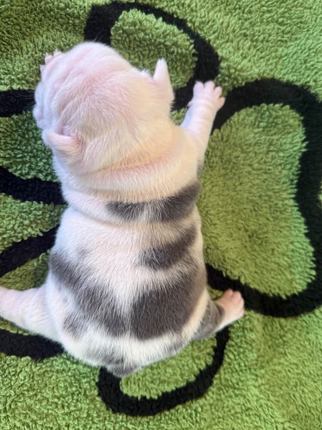 French Bulldog Puppies media 8