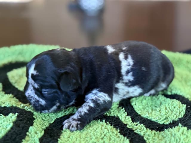 French Bulldog Puppies media 9