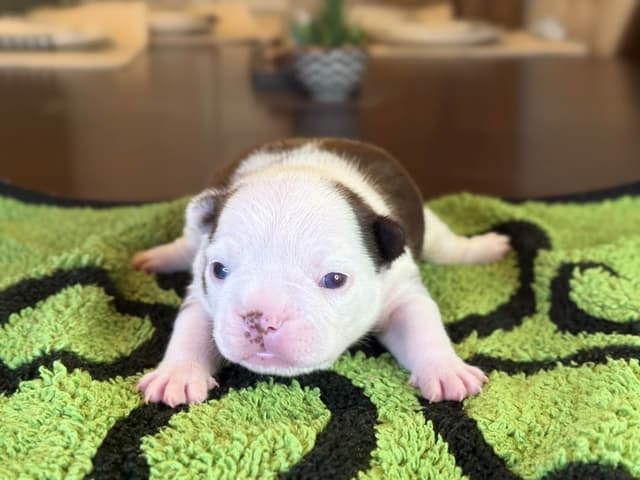 French Bulldog Puppies media 11