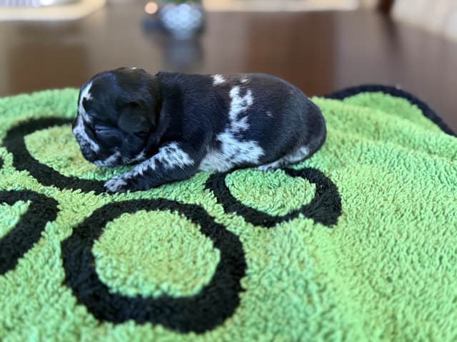 French Bulldog Puppies media 10