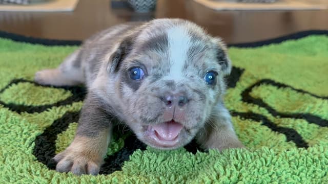 French Bulldog Puppies media 13