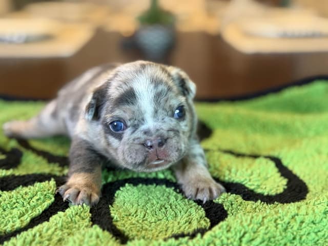 French Bulldog Puppies media 12