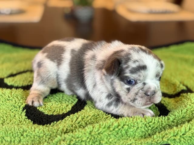 French Bulldog Puppies media 14