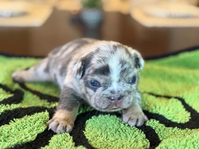 French Bulldog Puppies media 15