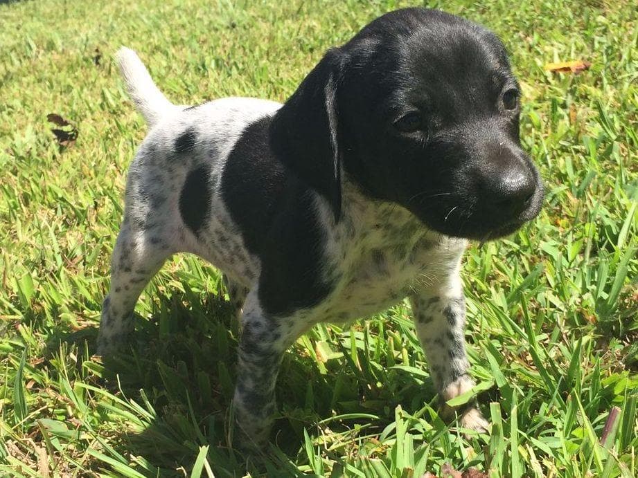 German Shorthaired Pointer Puppies breeder image 2
