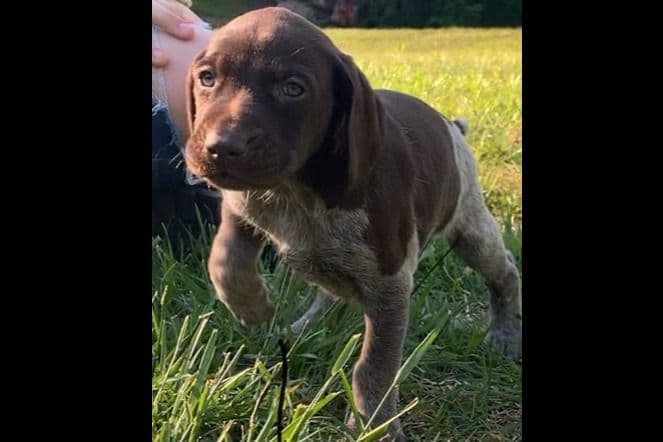 German Shorthaired Pointer Puppies breeder image 1