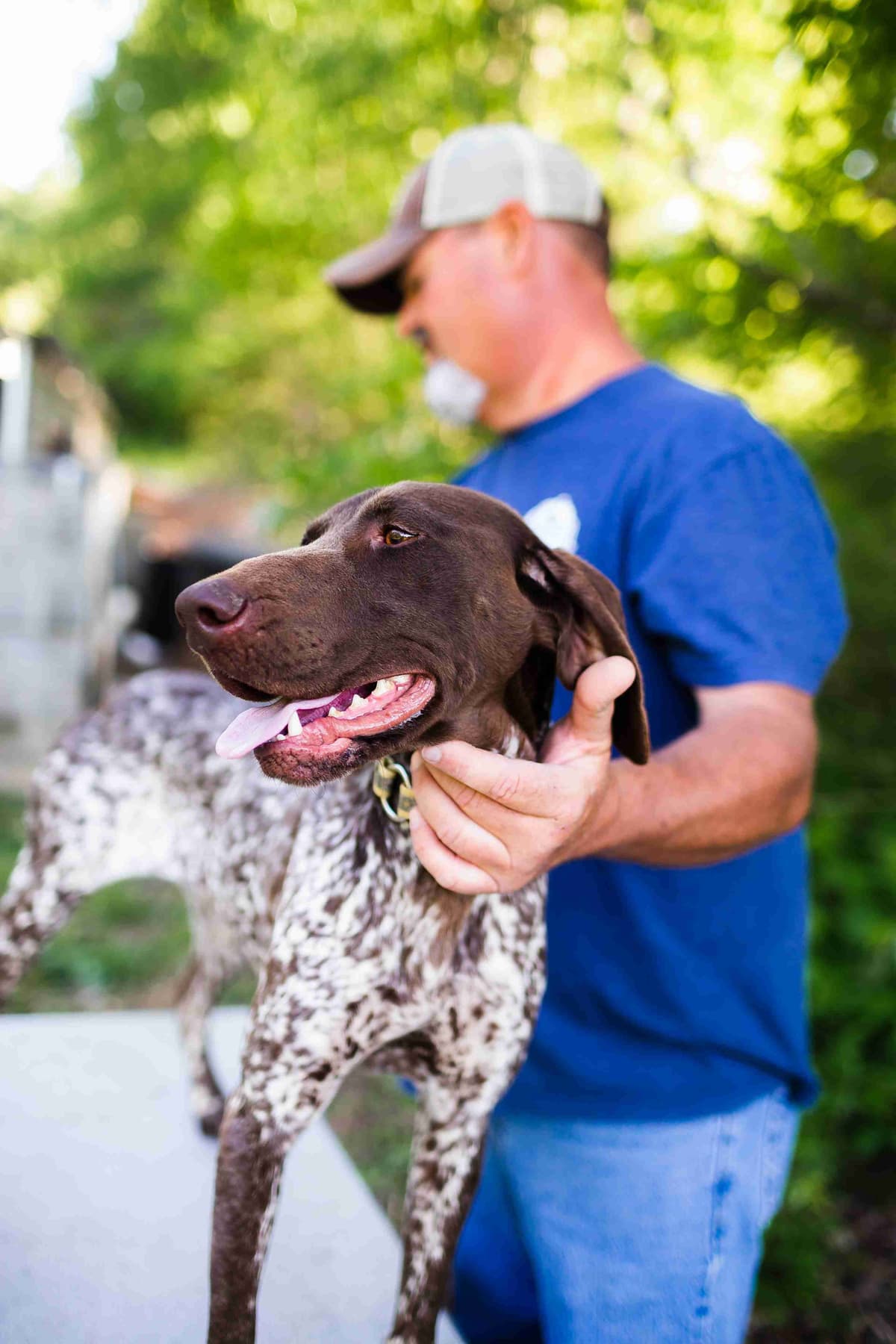 German Shorthaired Pointer Puppies breeder image 3