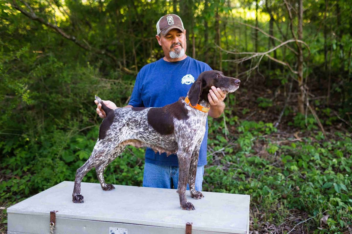 German Shorthaired Pointer Puppies breeder image 4
