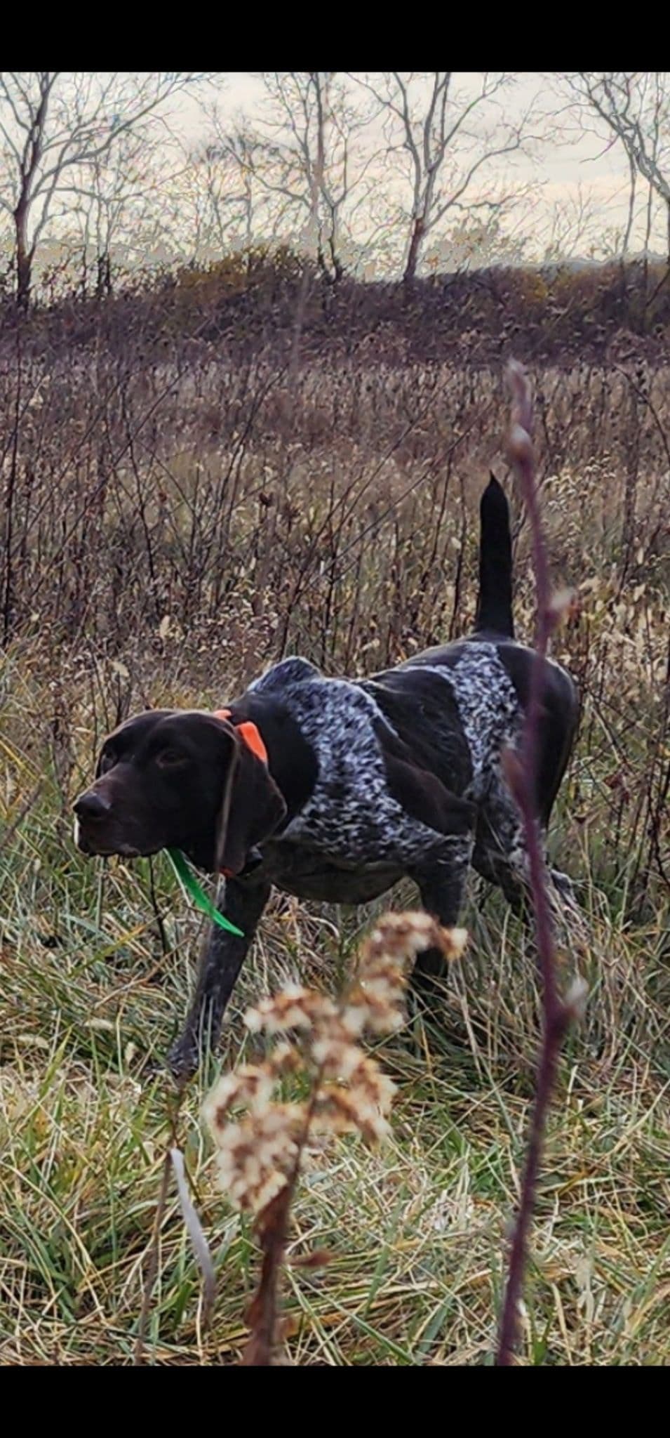 German Shorthaired Pointer Puppies breeder image 5