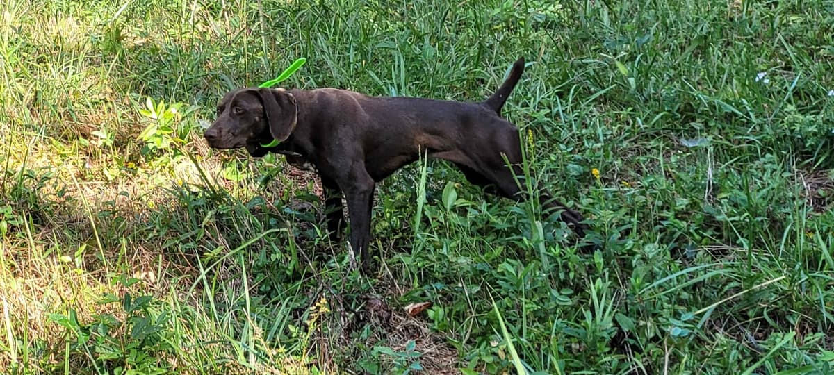 German Shorthaired Pointer Puppies breeder image 6