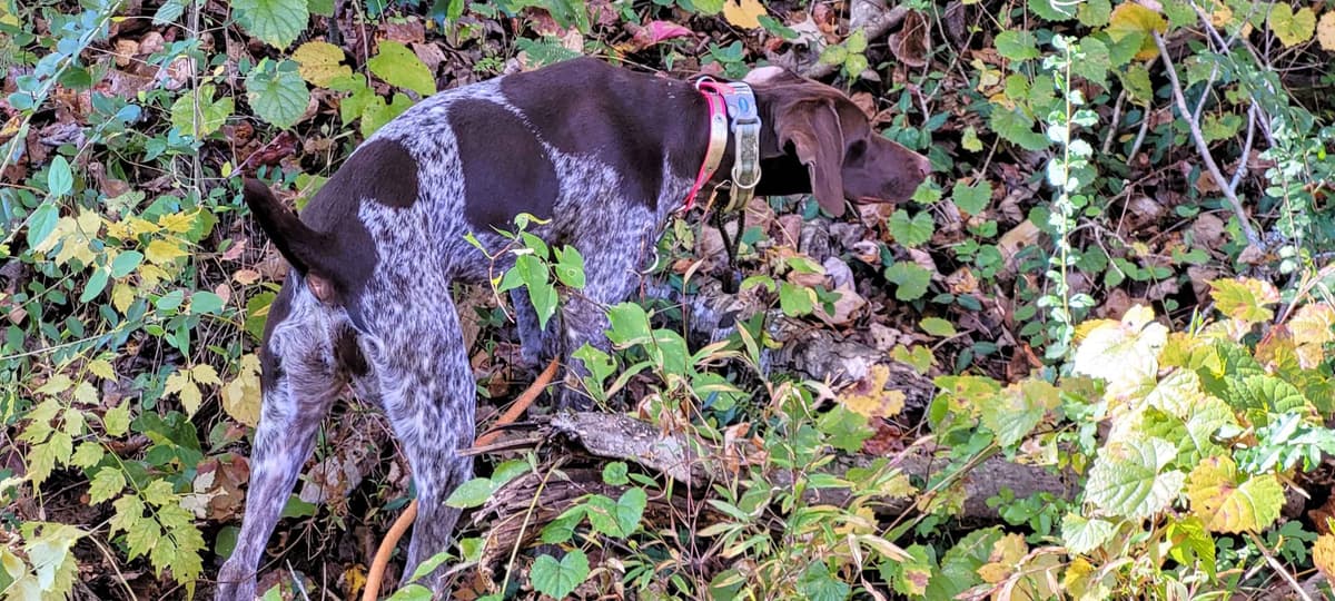 German Shorthaired Pointer Puppies breeder image 7
