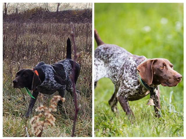 German Shorthaired Pointer Puppies media 6