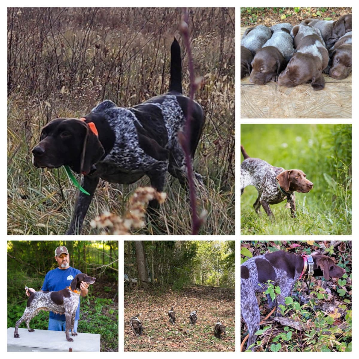 German Shorthaired Pointer Puppies breeder image 8
