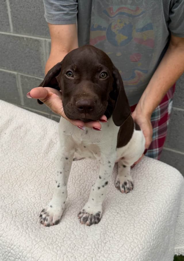 German Shorthaired Pointer Puppies media 2