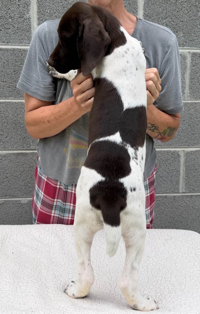 German Shorthaired Pointer Puppies media 3