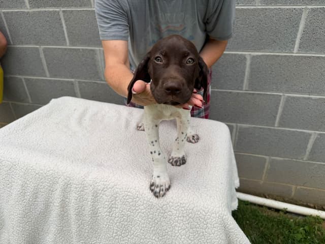 German Shorthaired Pointer Puppies media 4