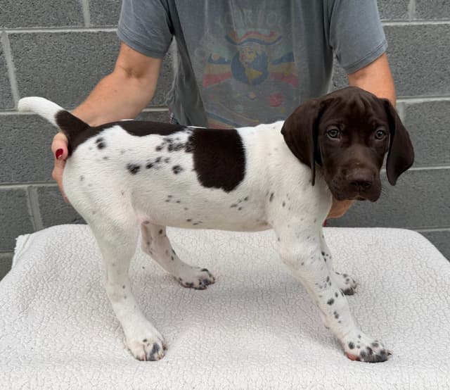 German Shorthaired Pointer Puppies media 5