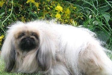 KATERING PEKINGESE PUPPIES SINCE 1970 breeder image 1