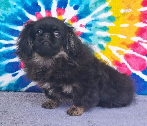 KATERING PEKINGESE PUPPIES SINCE 1970 media 2