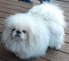 KATERING PEKINGESE PUPPIES SINCE 1970 media 3