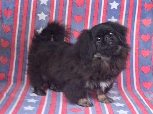 KATERING PEKINGESE PUPPIES SINCE 1970 media 5