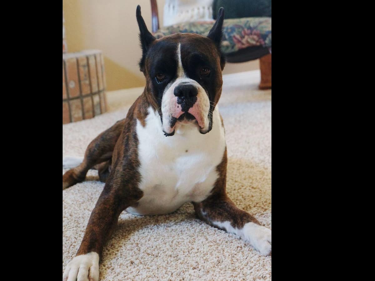 Boxer Puppies breeder image 9