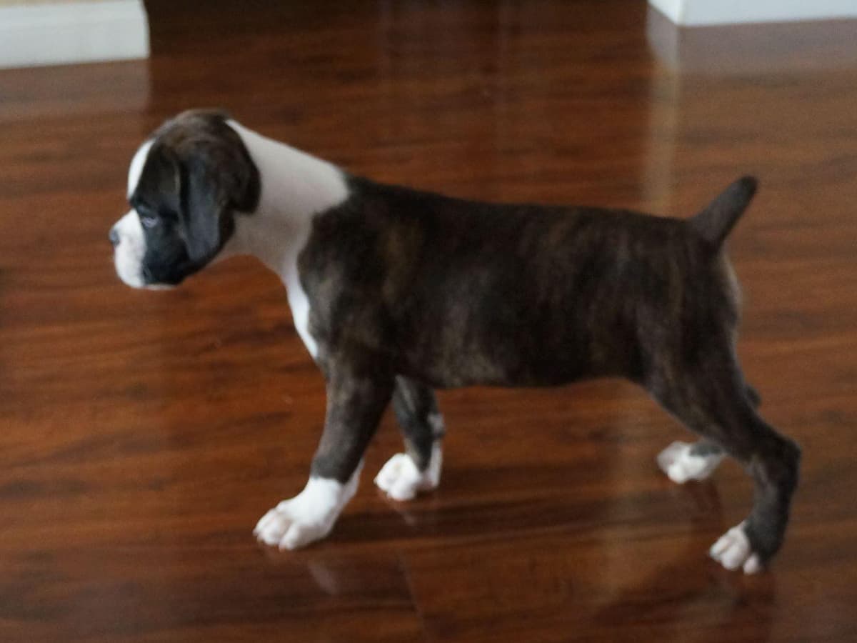 Boxer Puppies breeder image 8