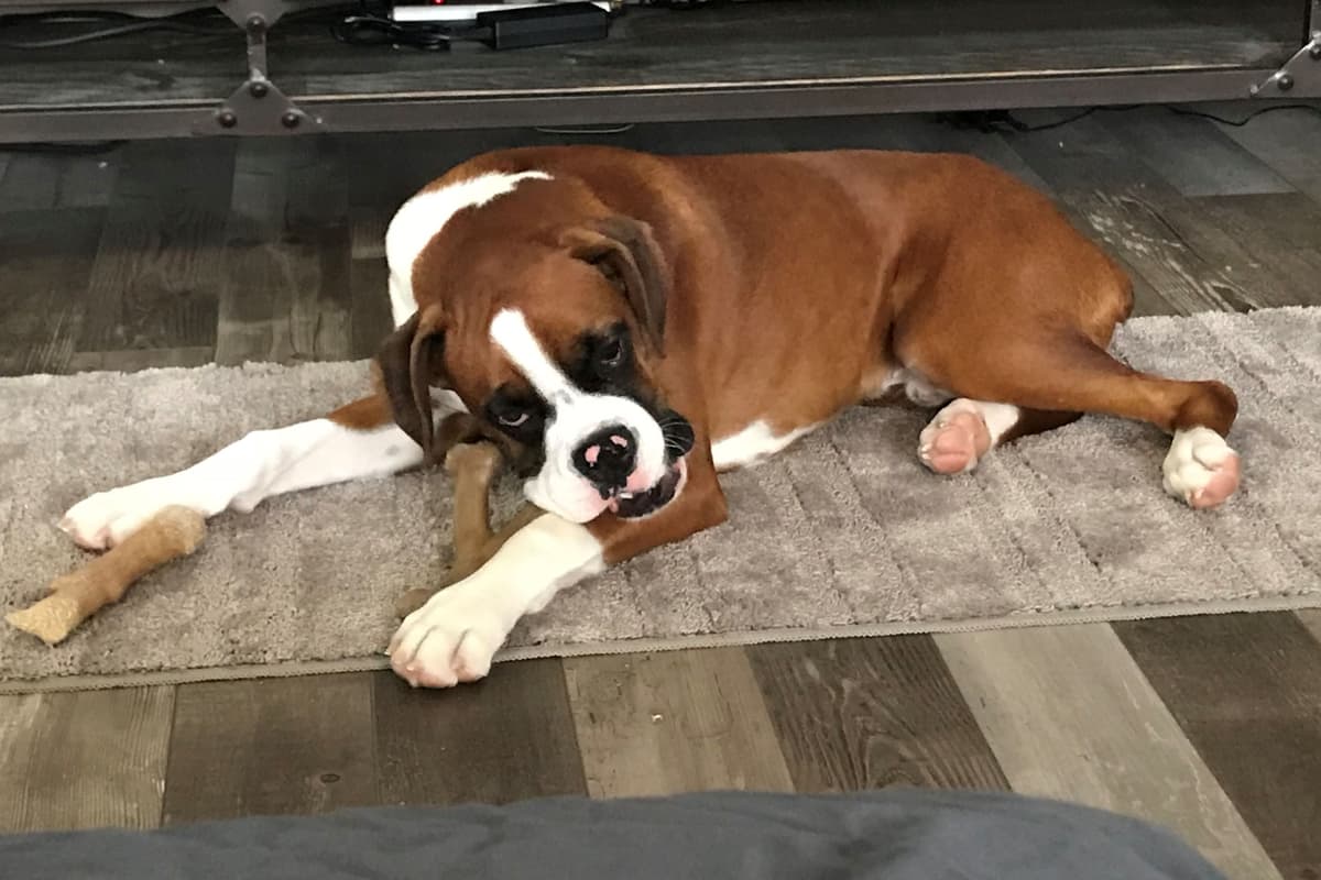 Boxer Puppies breeder image 7