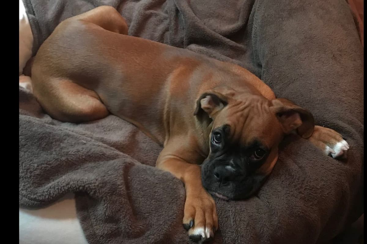 Boxer Puppies breeder image 11