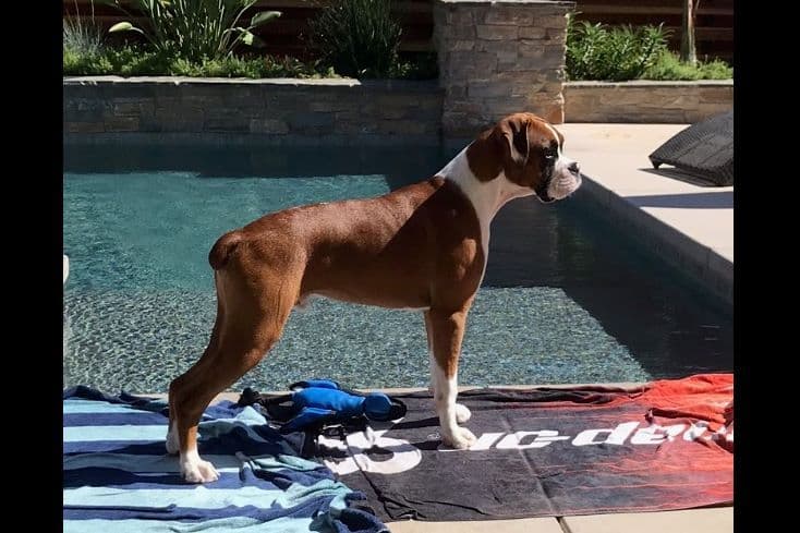 Boxer Puppies breeder image 12