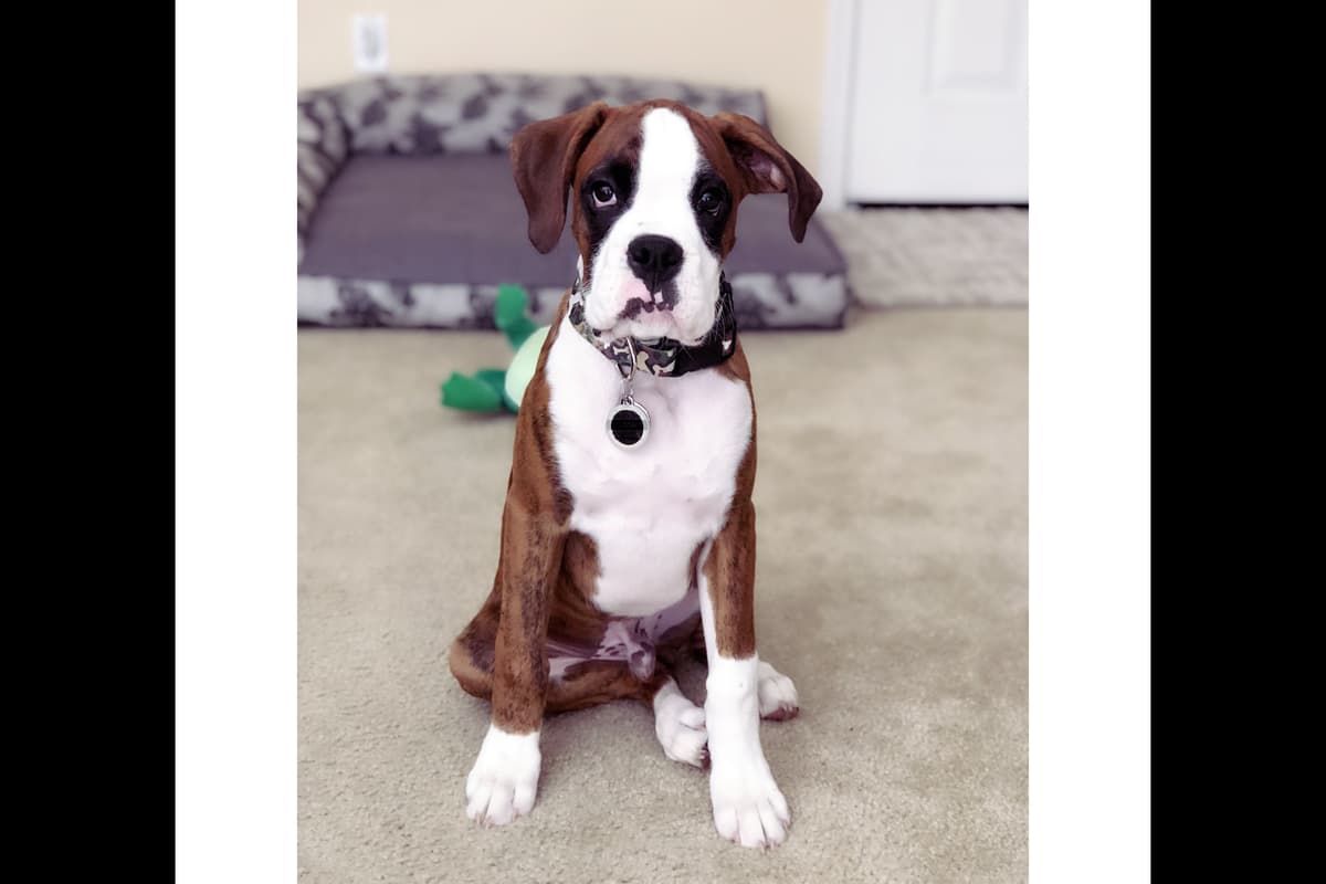 Boxer Puppies breeder image 13