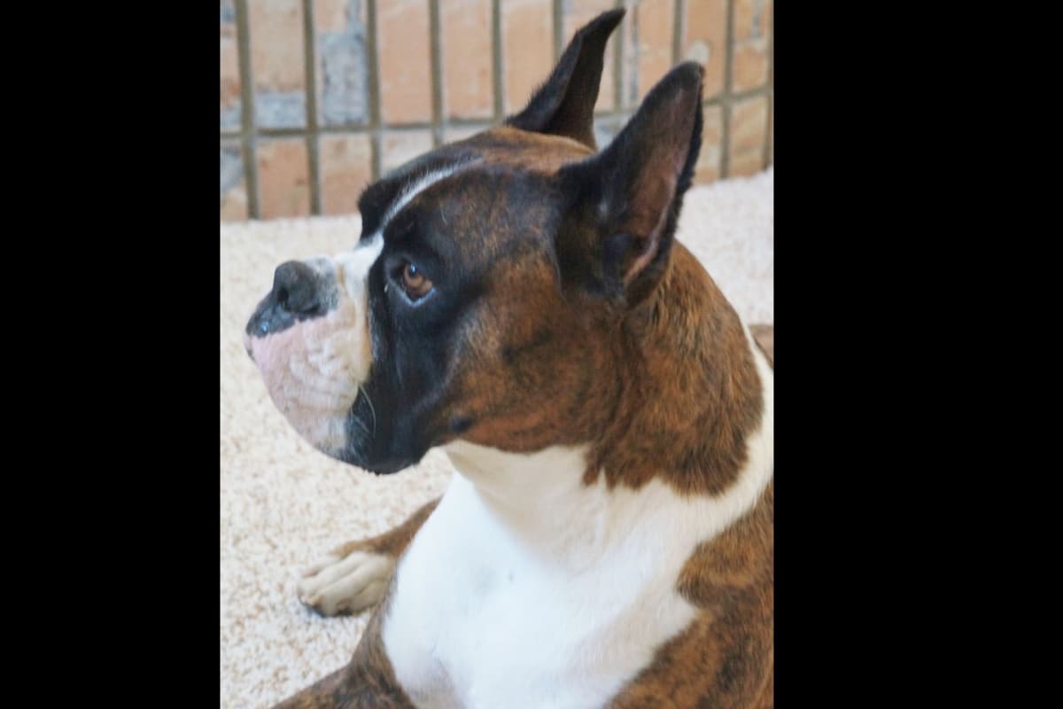 Boxer Puppies breeder image 1