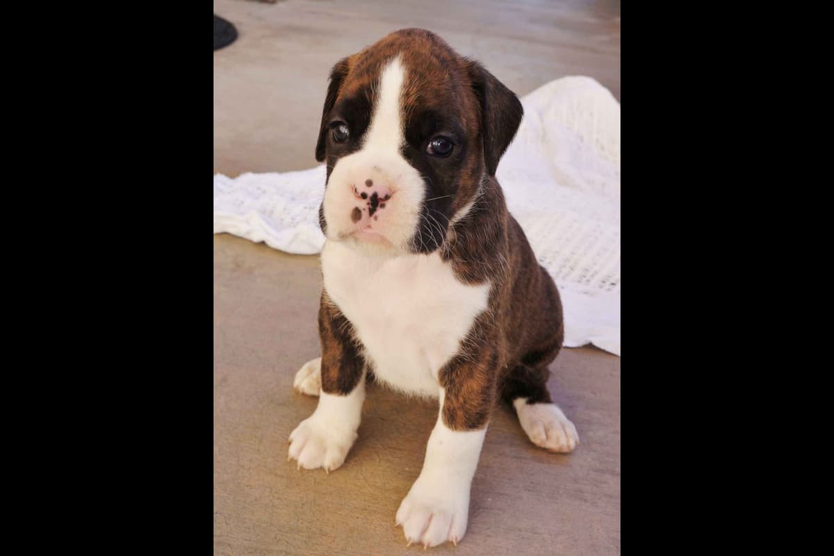 Boxer Puppies breeder image 6