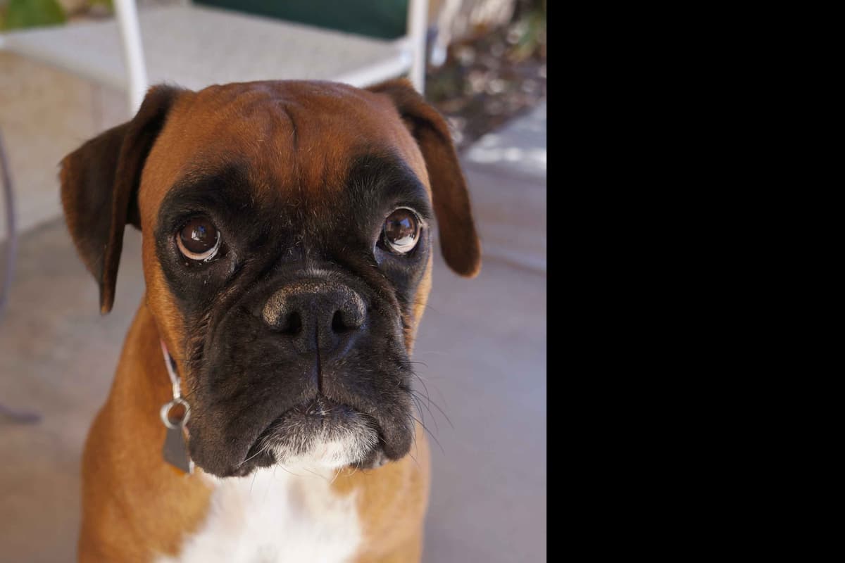 Boxer Puppies breeder image 14