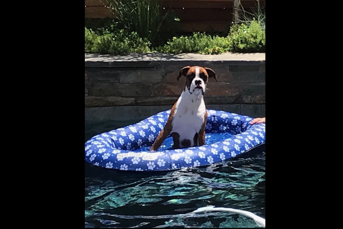 Boxer Puppies breeder image 16