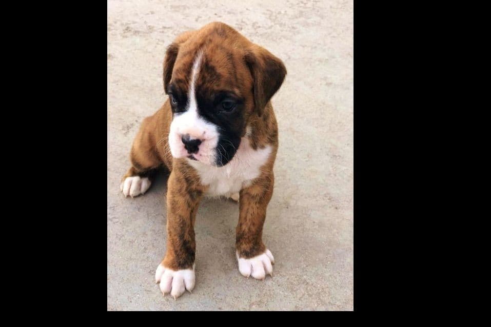 Boxer Puppies breeder image 4