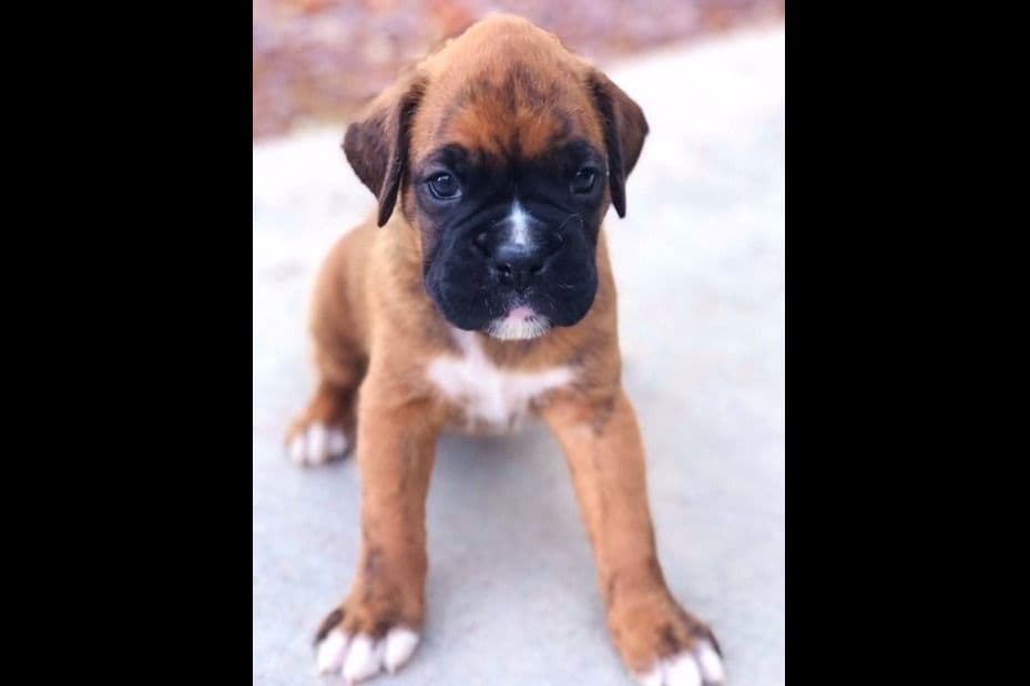Boxer Puppies breeder image 5