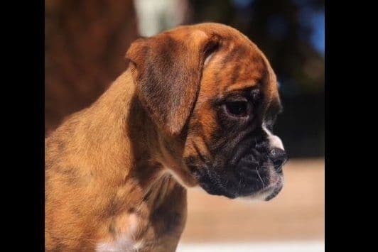 Boxer Puppies breeder image 3