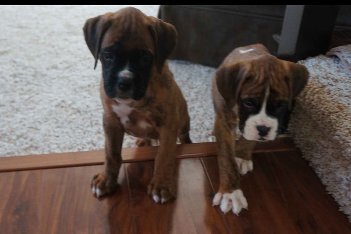 Boxer Puppies breeder image 17