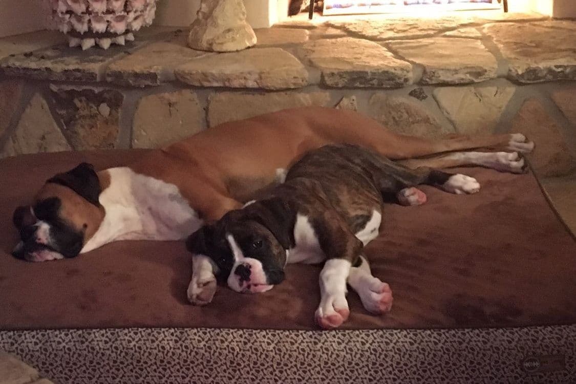 Boxer Puppies breeder image 18