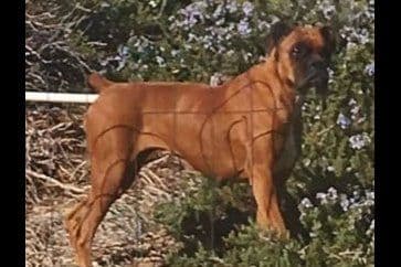 Boxer Puppies breeder image 20