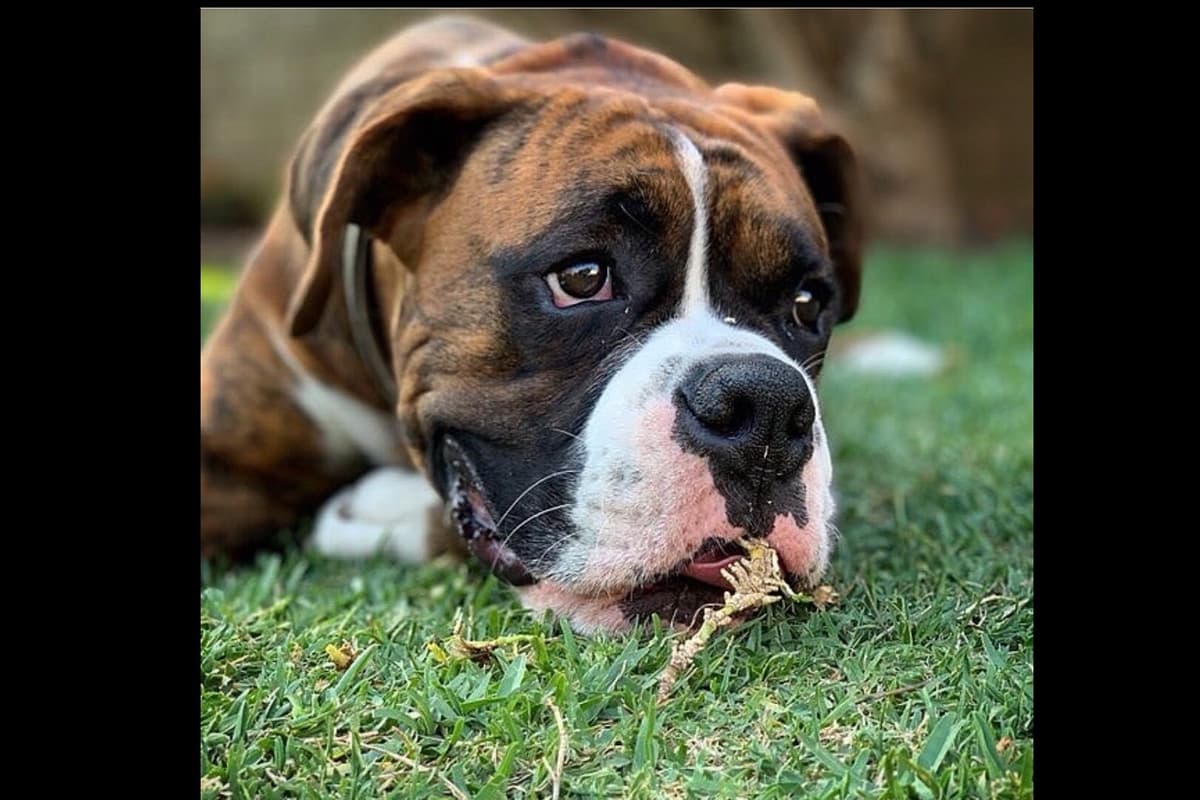 Boxer Puppies breeder image 21
