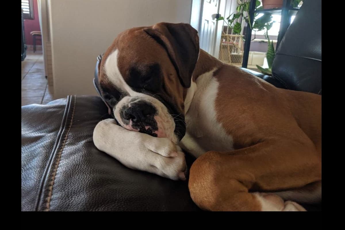Boxer Puppies breeder image 22