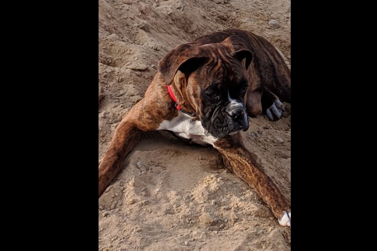 Boxer Puppies breeder image 24