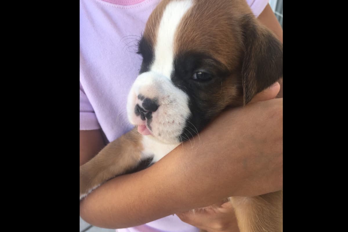 Boxer Puppies breeder image 25