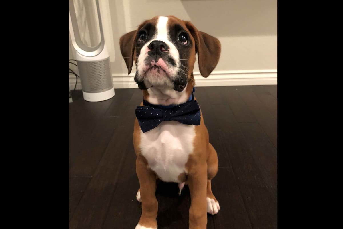 Boxer Puppies breeder image 26
